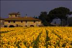 Girasoli/Sunflowers